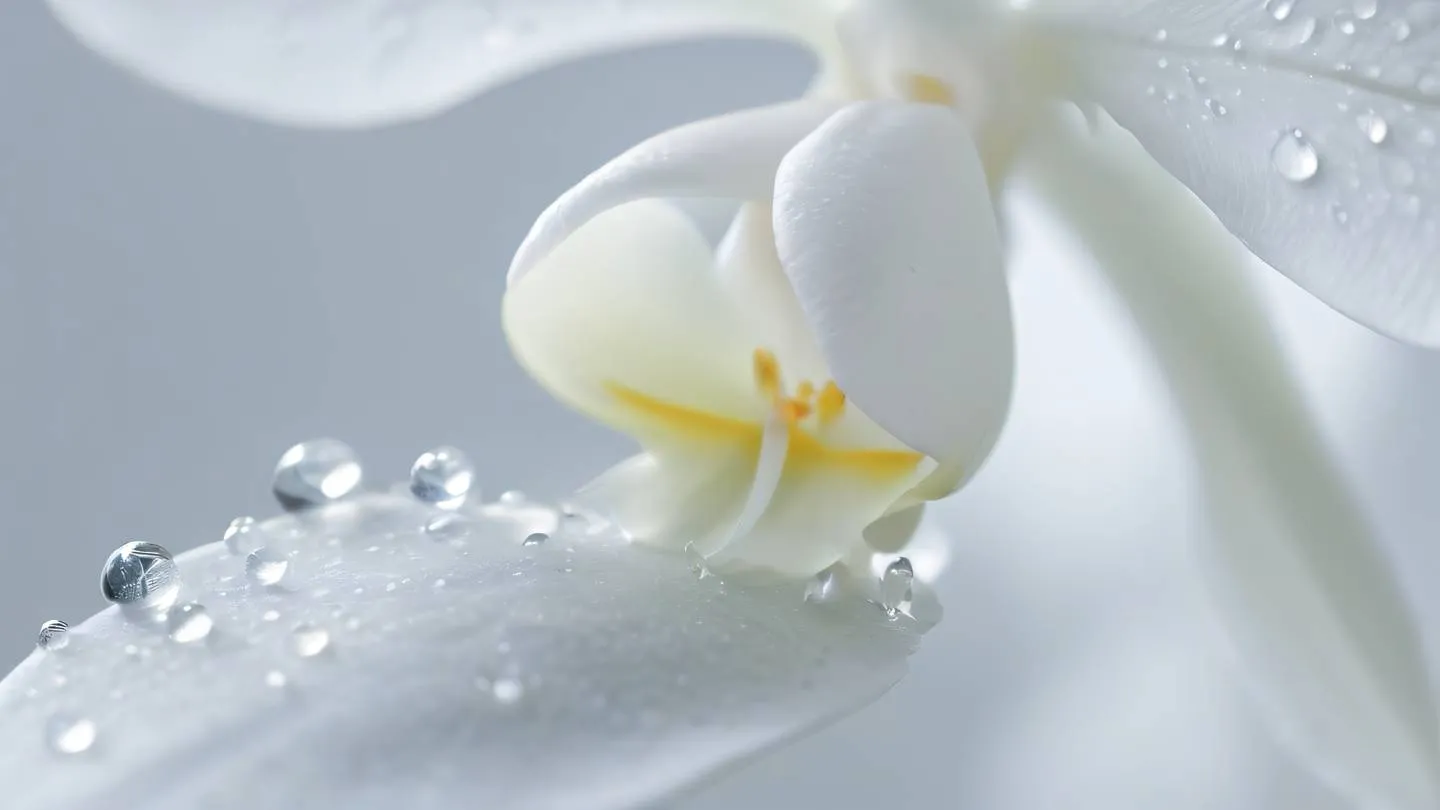 A close-up macro shot of water droplets on a pristine white orchid petal with crystalline formations reflecting light showcasing resilience and retry concepts - shot from 45-degree angle downward high-quality ultra-realistic cinematic 8K UHD high resolution sharp and detail iridescent color palette with emphasis on whites and silver tones