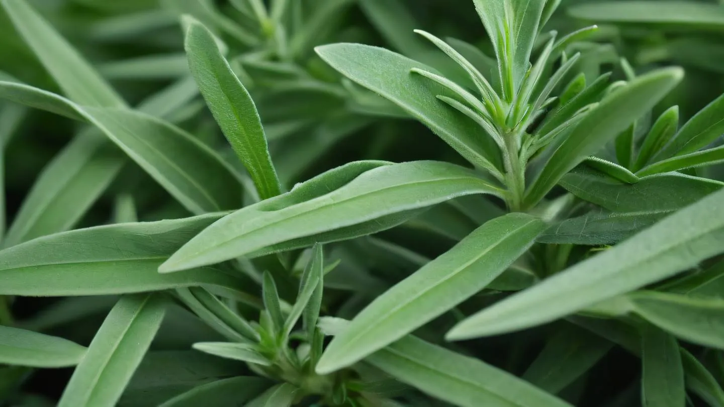 A close-up macro shot of fresh sage leaves and pine needles intertwined creating natural patterns in various shades of green. Captured from a macro perspective high-quality ultra-realistic cinematic 8K UHD high resolution sharp and detail