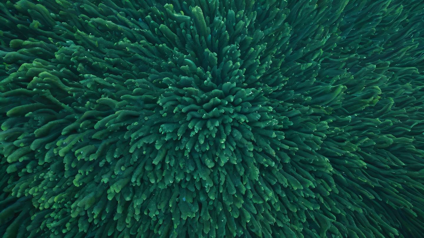 An organic flowing pattern resembling seaweed underwater with various shades of green and stone blue captured from a gentle upward angle with natural lighting high-quality ultra-realistic cinematic 8K UHD high resolution sharp and detail