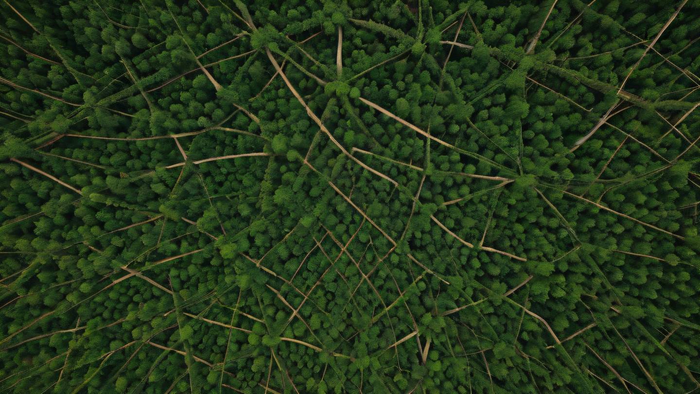Abstract flowing pattern resembling network connections and data streams featuring bright rustic terracotta weaving through forest green backgrounds shot from directly above in a top-down perspective high-quality ultra-realistic cinematic 8K UHD high resolution sharp and detail