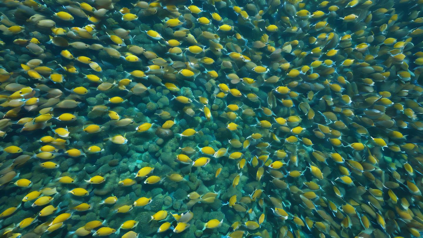 Schools of colorful tropical fish swimming in geometric patterns featuring bright yellow and white colors in a harmonious arrangement captured from a bird's eye view high-quality ultra-realistic cinematic 8K UHD high resolution sharp and detail