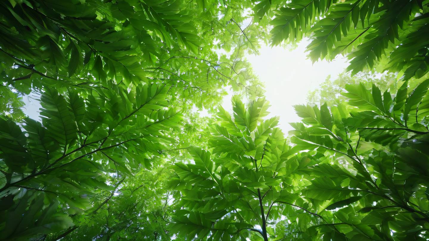 Vibrant green leaves with light streaming through them creating natural patterns and textures shot from below looking up high-quality ultra-realistic cinematic 8K UHD high resolution sharp and detail